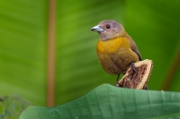 Tangara zpevna - Ramphocelus passerinii - Scarlet-rumped Tanager o1836